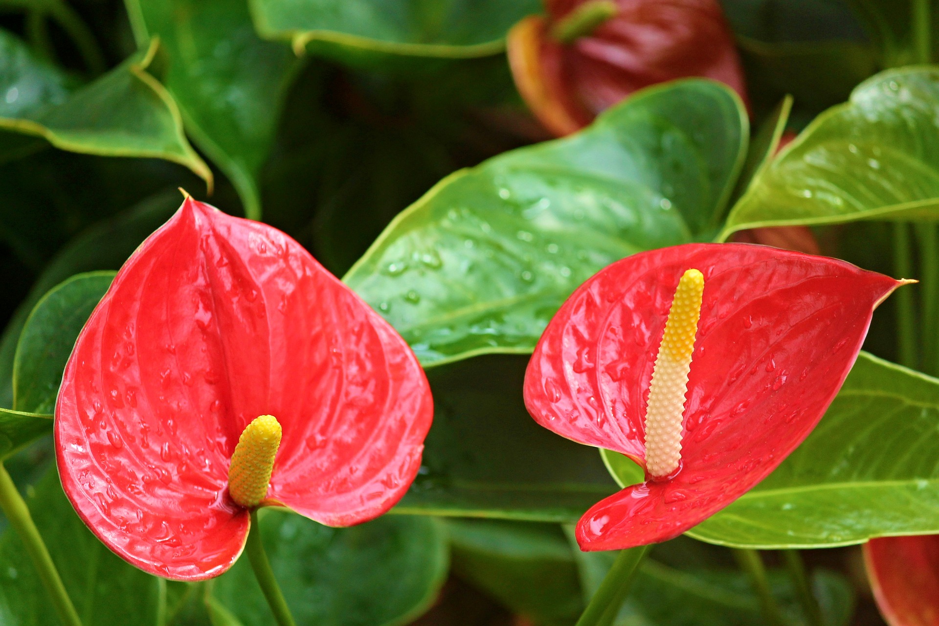 buy philodendron melanochrysum Philodendron Melanochrysum Variegata Cup  Kent East Hill Nursery